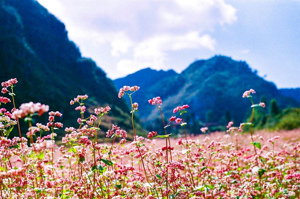 The best time to visit Dong Van Karst Plateau largely depends on what kind of experience you're seeking